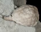 D Cystoid (Holocystites) Fossil - Indiana #17275-1